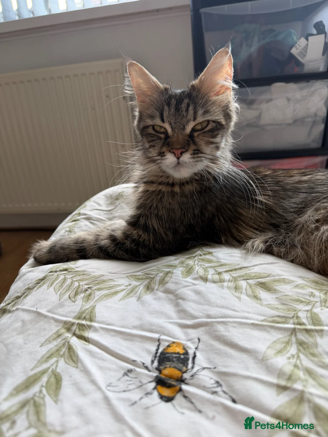 Maine Coon cats for sale: Maincoone kittens  - Advert 1