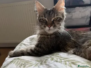 Maine Coon cats Maincoone kittens - Advert 2