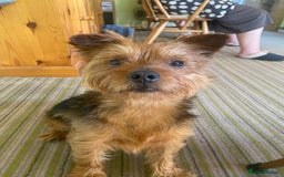 Yorkshire Terrier dogs for stud: Yorkshire terrier for stud - Image 4
