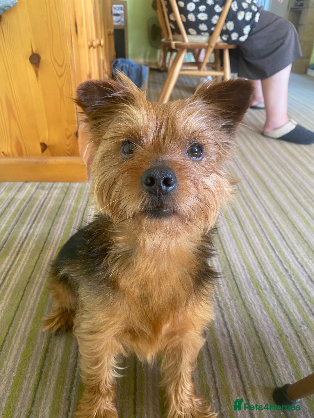 Yorkshire Terrier dogs for stud: Yorkshire terrier for stud - Image 4