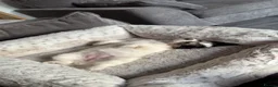 Chihuahua dogs for sale: Female 12 week old chihuahua puppy  - Advert 13