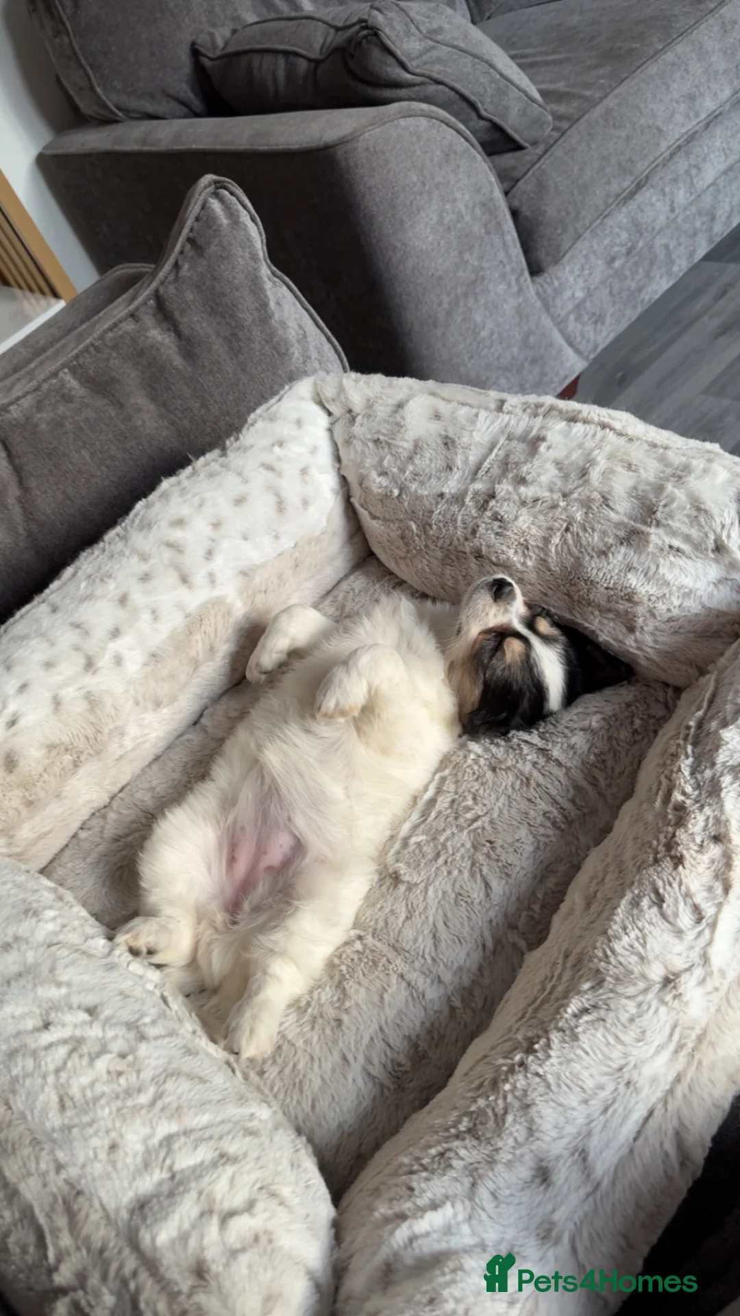Chihuahua dogs for sale: Female 12 week old chihuahua puppy  - Advert 13