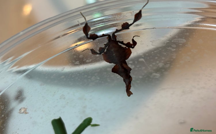 Praying Mantis invertebrates - Advert 1