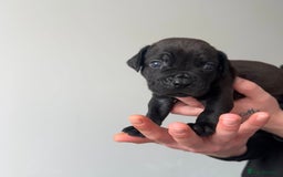 Cane Corso dogs for sale: Yuki X Aries Russian Champ Bloodline Puppies - Image 22