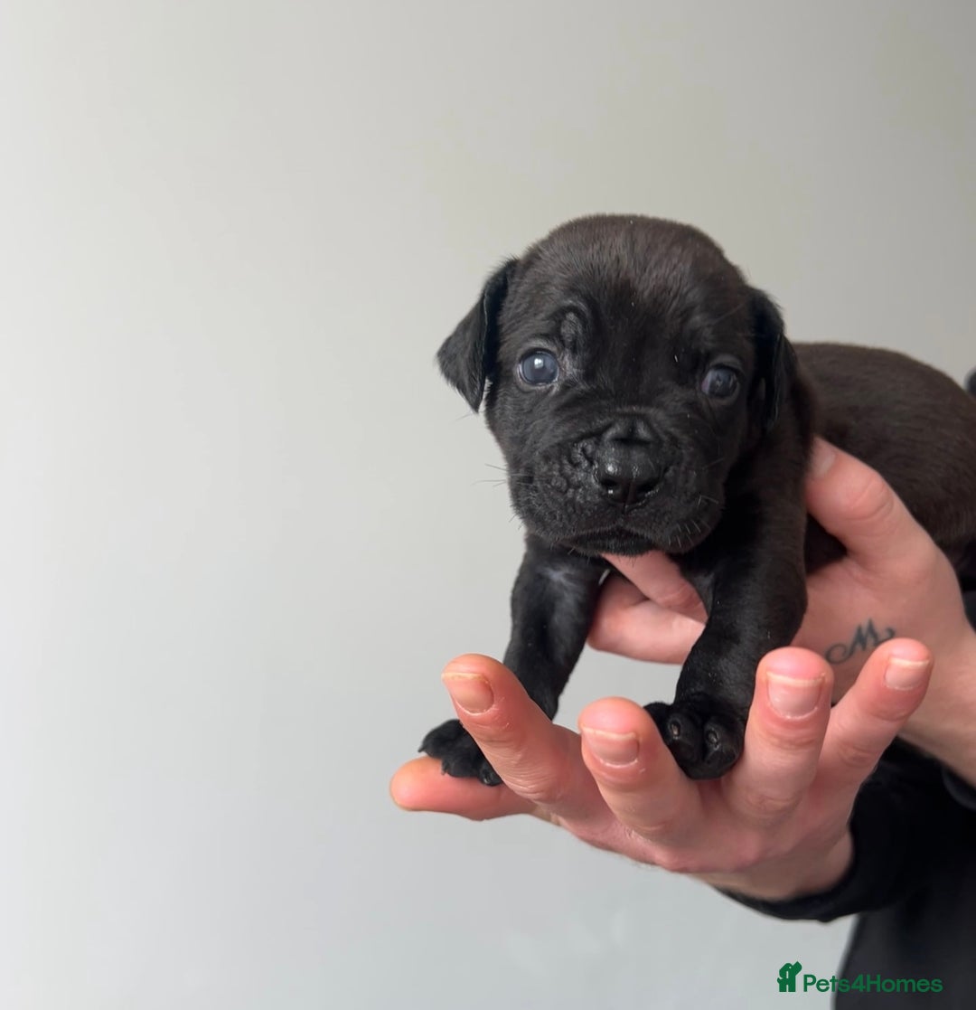 Cane Corso dogs for sale: Yuki X Aries Russian Champ Bloodline Puppies - Image 22