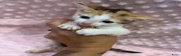 Mixed Breed cats for sale: Loving kittens 💖 - Advert 3
