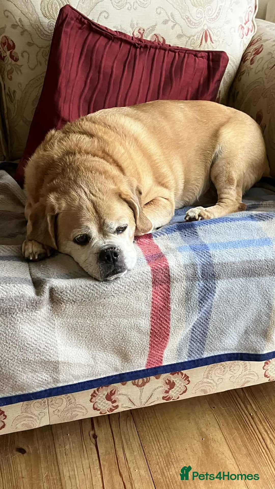 Puggle dogs for adoption: Bertie - kings Lynn Norfolk  - Image 3