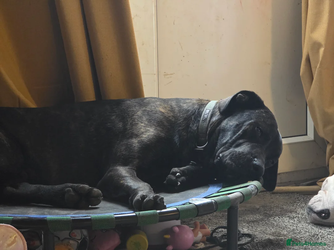 Mixed Breed dogs for sale: Mastiff mix needs a working home  - Advert 3