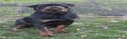 Rottweiler dogs for sale: Champion Line Male Rottweiler  - Advert 3