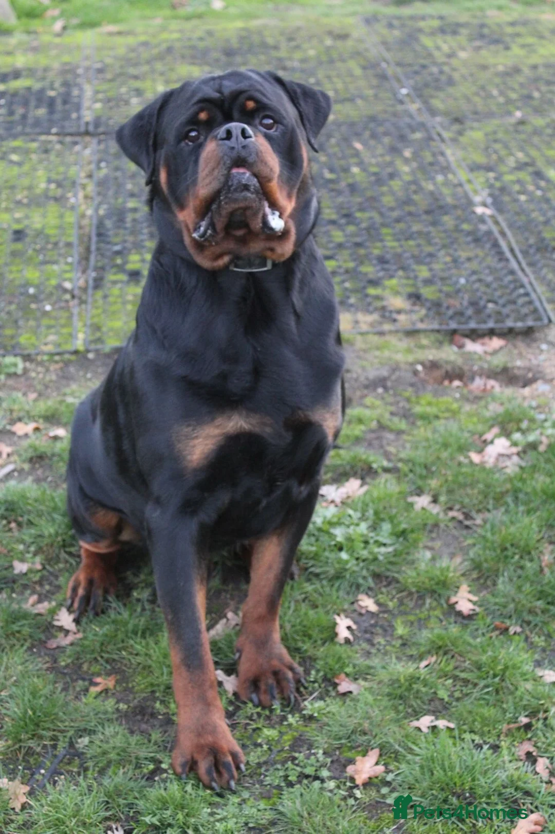 Rottweiler dogs for sale: Champion Line Male Rottweiler  - Advert 3