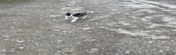 Border Collie dogs for sale: 3 collie pups looking for new home🐶  - Advert 4