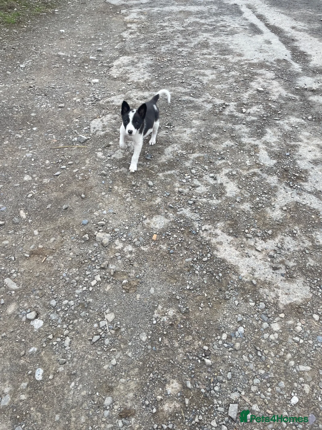 Border Collie dogs for sale: 3 collie pups looking for new home🐶  - Advert 4
