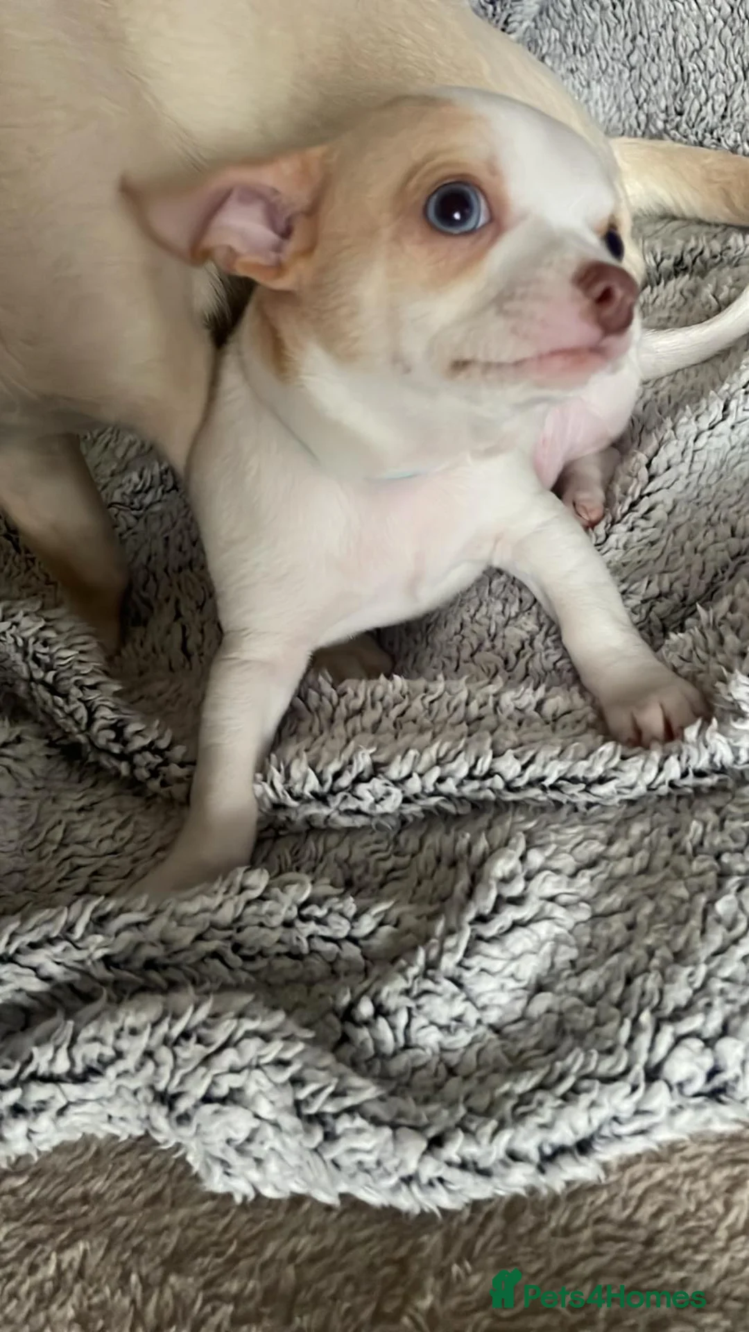 Chihuahua dogs for sale: Beautiful Chihuahua pups 1 Boy left  - Advert 3