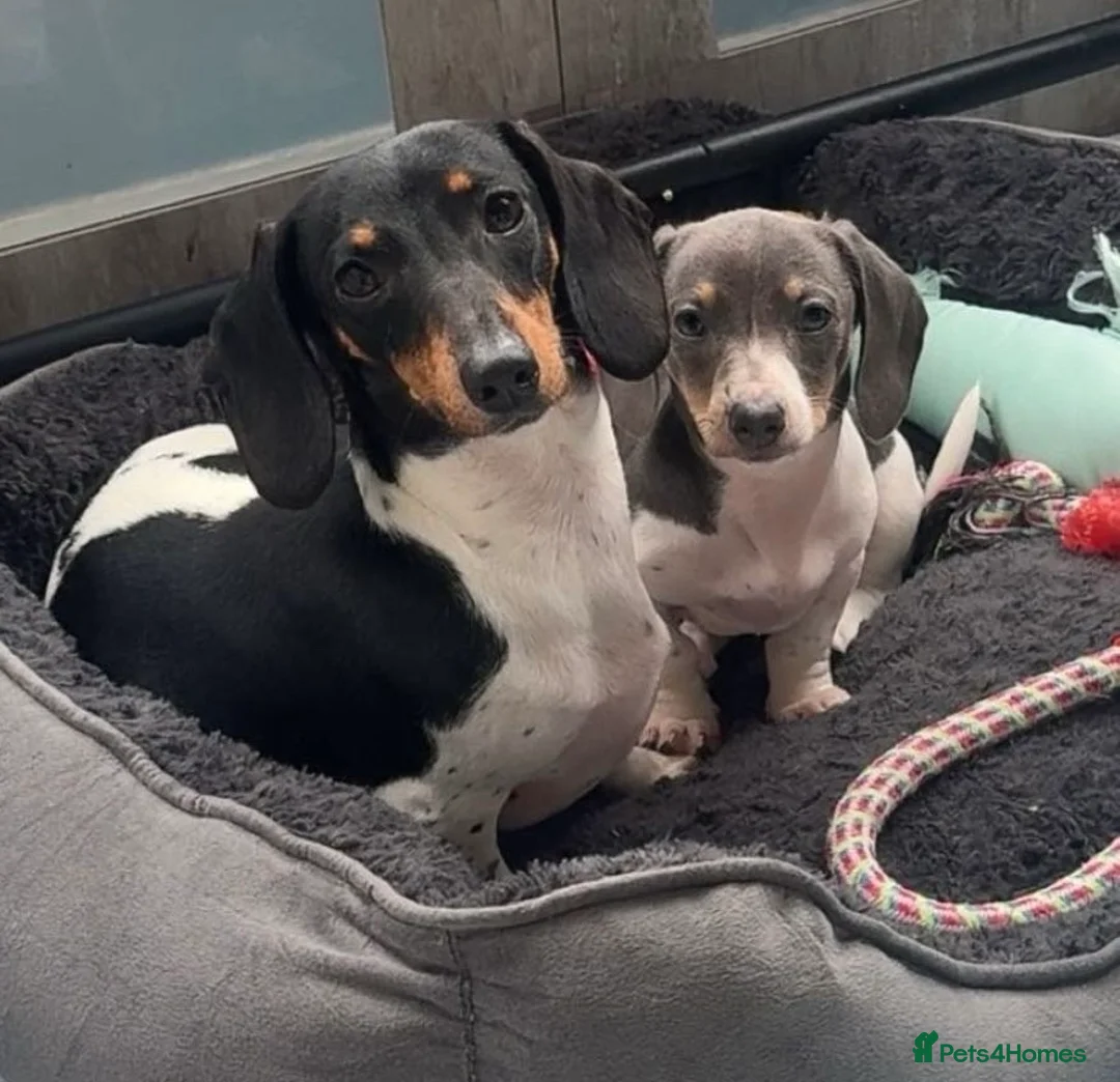 Miniature Dachshund dogs for sale: One beautiful miniature dachshund girl - Advert 7