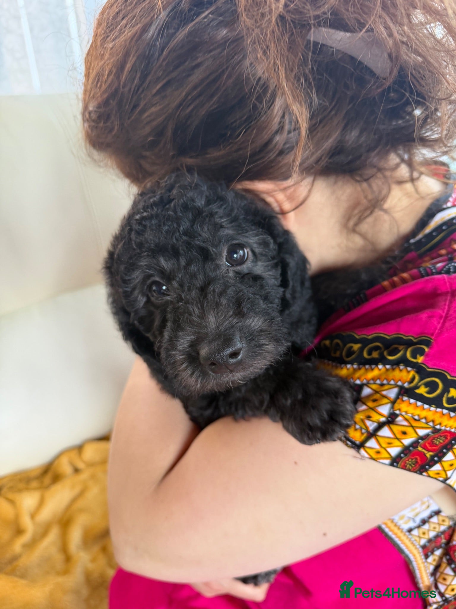 Labradoodle dogs READY TO GO!! 3 Labradoodle Puppies  - Advert 2