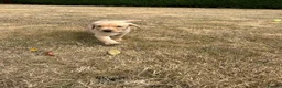 Labrador Retriever dogs for sale: Male Yellow Lab Pup - Advert 2