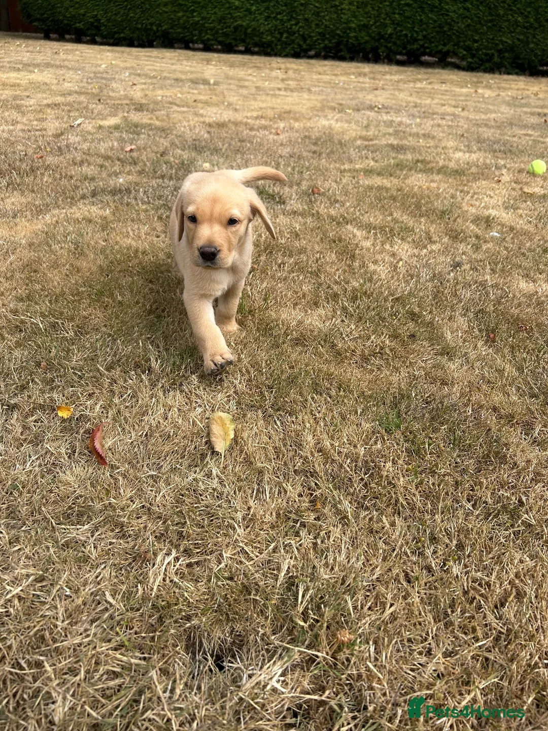 Labrador Retriever dogs for sale: Male Yellow Lab Pup - Advert 2