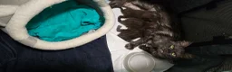 Maine Coon cats for sale: Beautiful Smoke/tabby Mainecoonx in Eastbourne - Advert 6