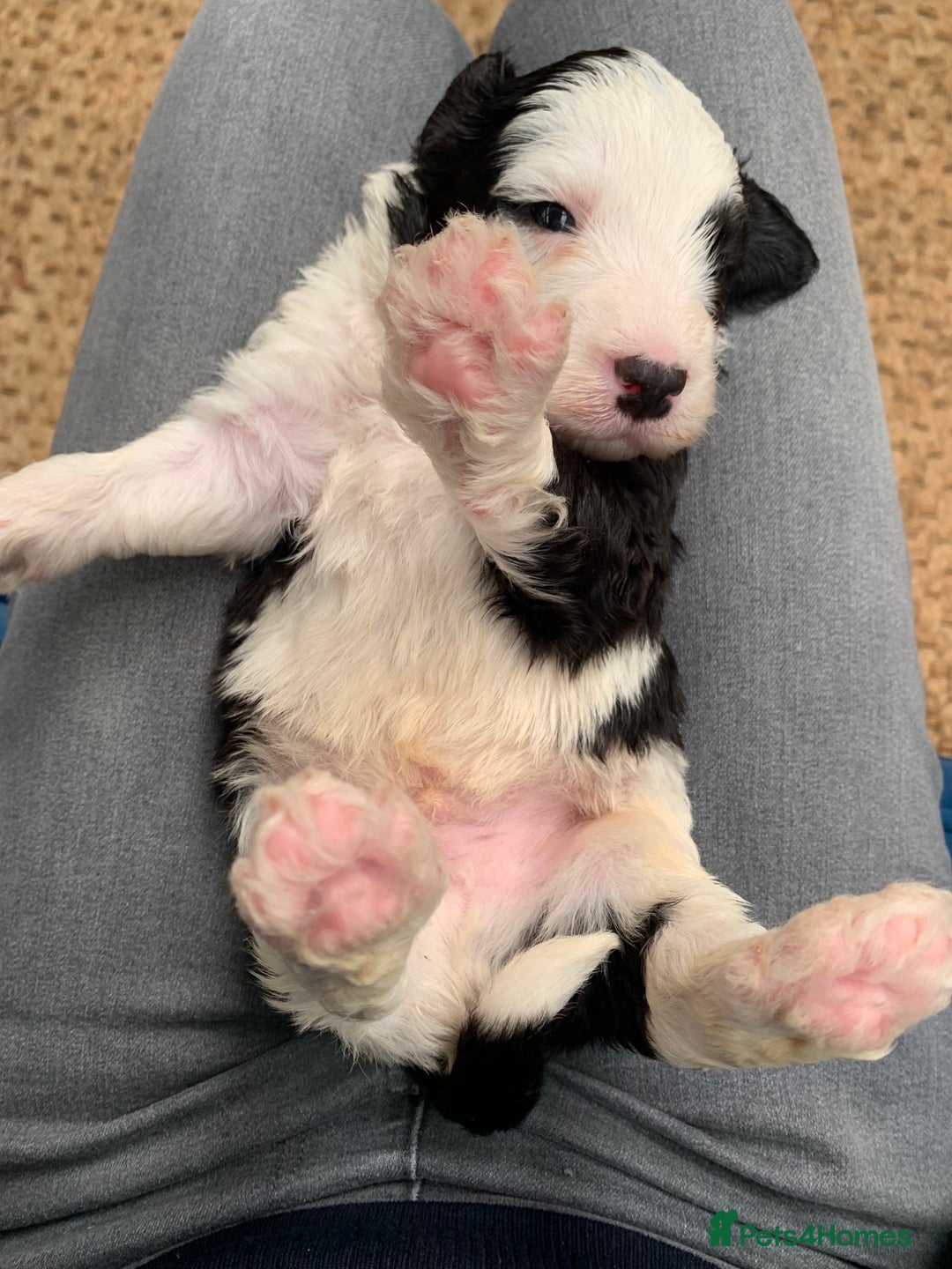Sheepadoodle dogs for sale: Medium Sheepadoodle Puppies Available  - Image 20