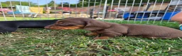 Miniature Dachshund dogs for sale: Kc reg, health tested,miniature dachshund puppies  - Advert 16