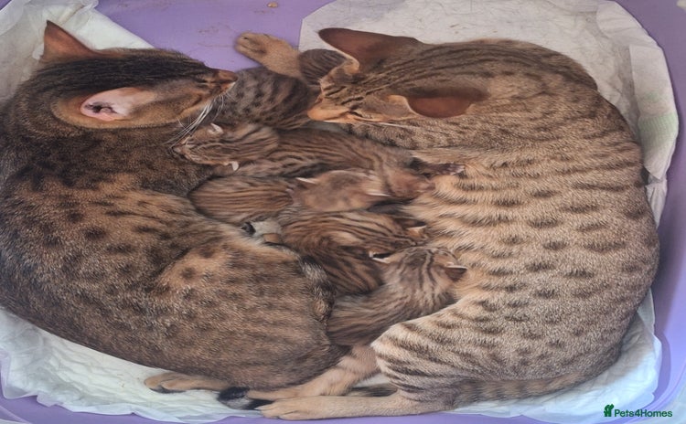 Savannah cats - Advert 1