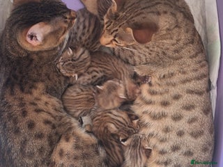 Savannah cats Savannah SBTF6 cubs with Serval traits stunning - Advert 4