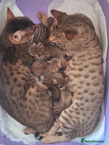 Savannah cats - Advert 1