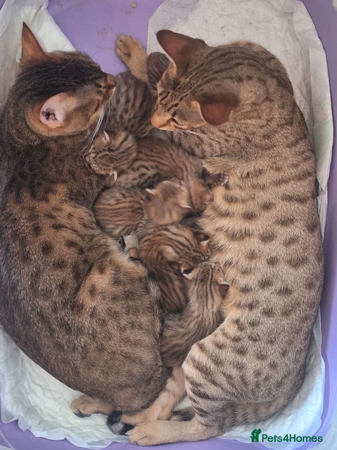 Savannah cats for sale: REDUCED! Savannah SBTF6 cubs with Serval traits - Advert 1