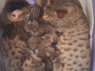 Savannah cats REDUCED! Savannah SBTF6 cubs with Serval traits - Advert 1