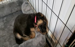 German Shepherd dogs for sale: KC registered German shepherd puppies - Image 9