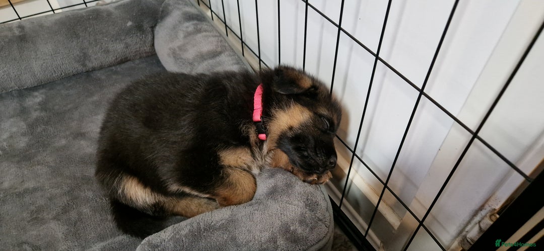 German Shepherd dogs for sale: KC registered German shepherd puppies - Image 9