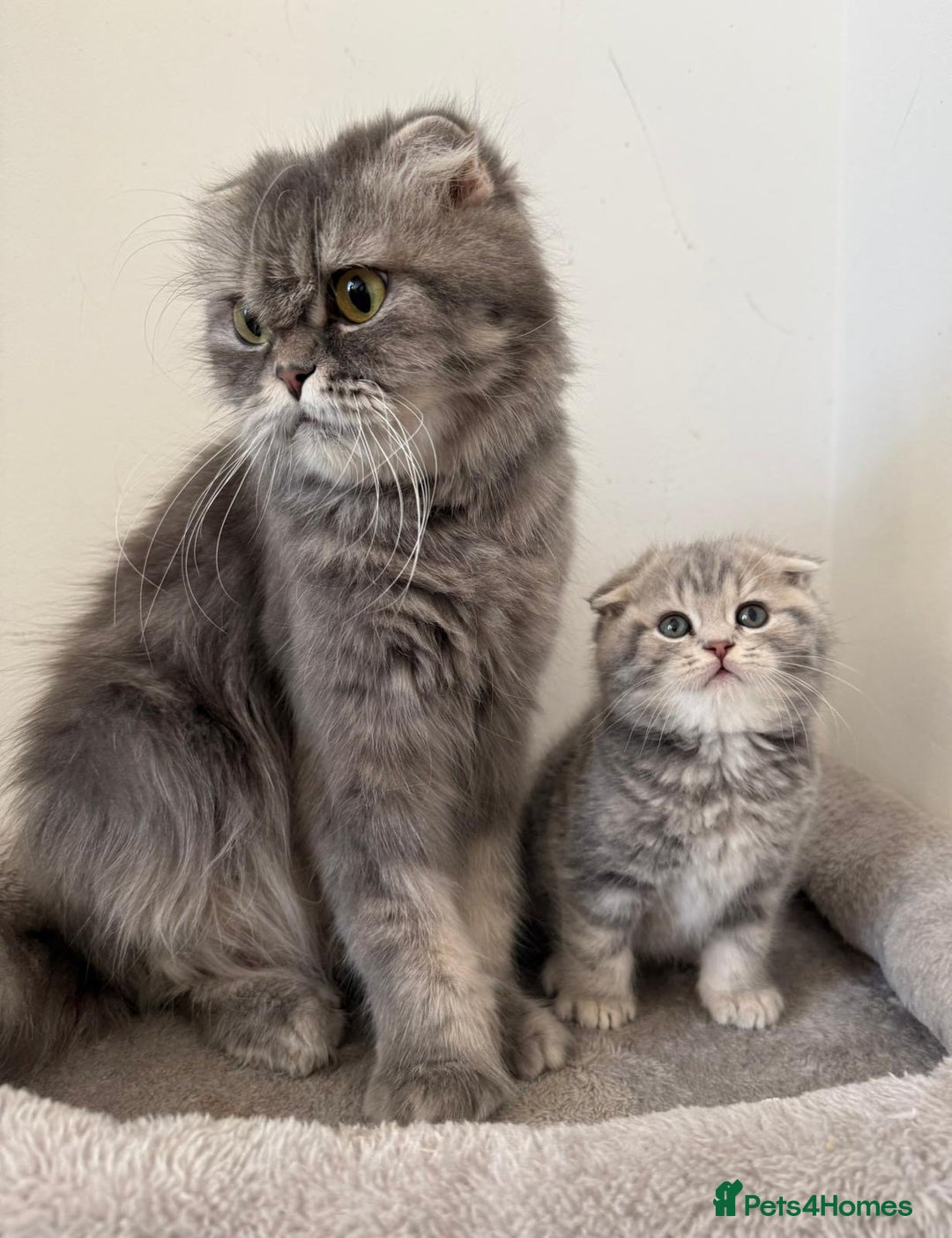 Mixed Breed cats for sale: British long hair  - Advert 15