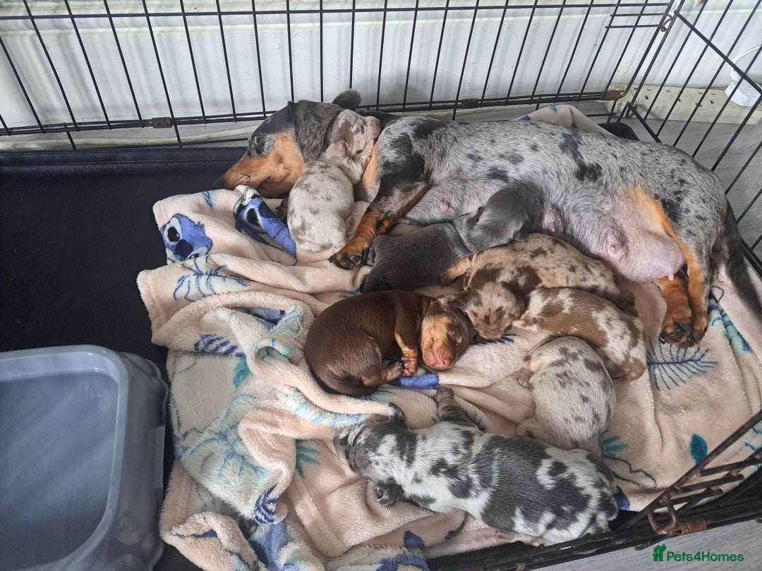 Miniature Dachshund dogs for sale: Miniature dachshund  - Image 26