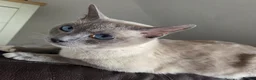Snowshoe cats for sale: Seal Point Snowshoe kittens - two left - Advert 8
