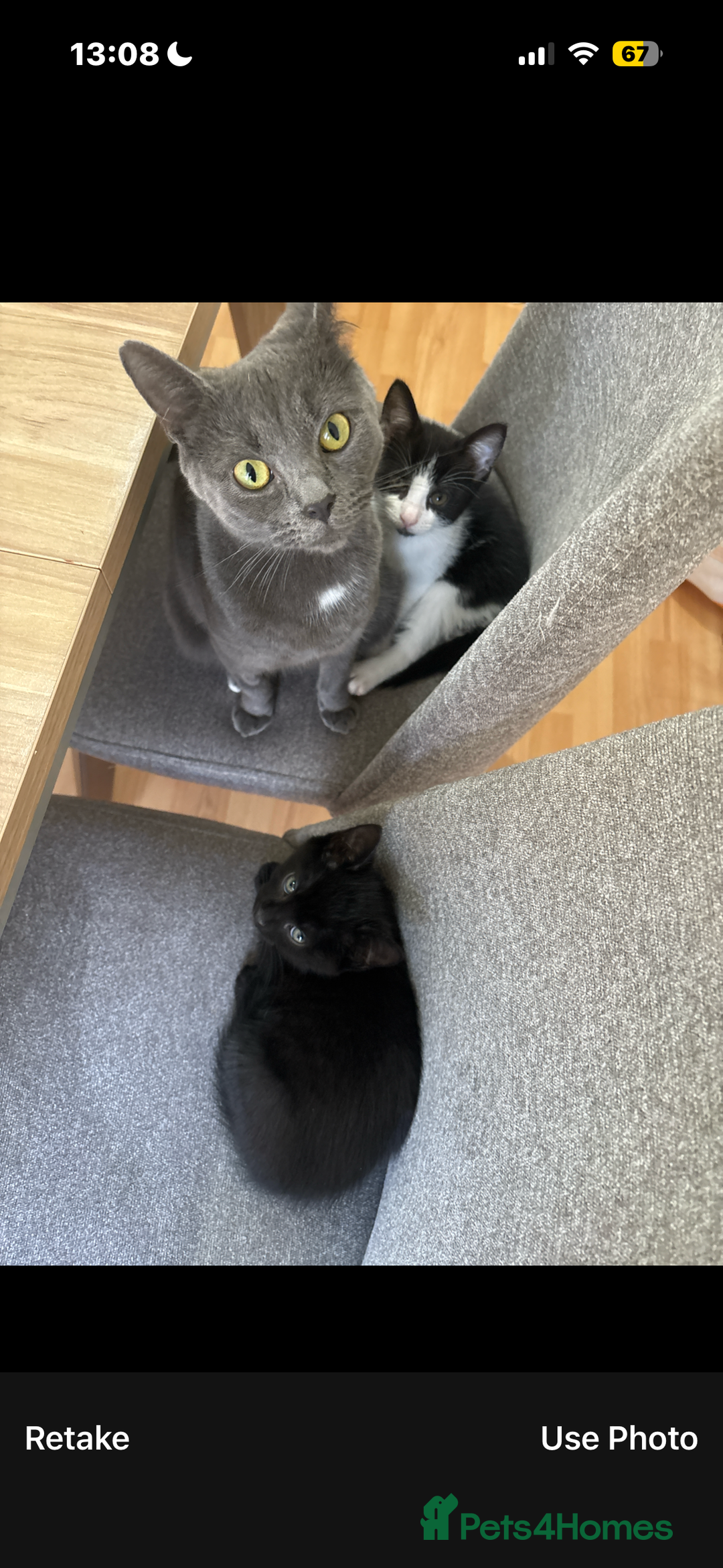 Mixed Breed cats for sale: mixed kittens - Advert 1