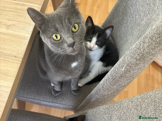 Mixed Breed cats mixed kittens - Advert 1