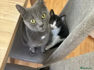 Mixed Breed cats mixed kittens - Advert 5