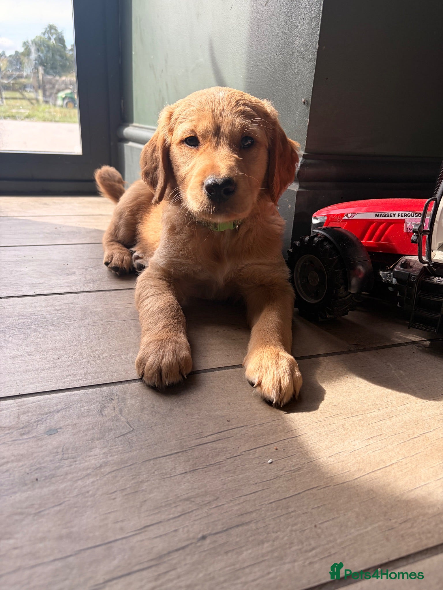 Golden Retriever dogs Outstanding breadlines with extensive health tests - Advert 1