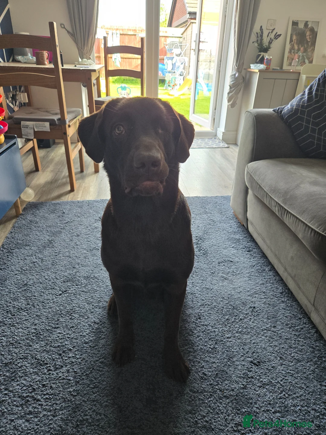 Mixed Breed dogs for sale: Yogi last chance  - Advert 7