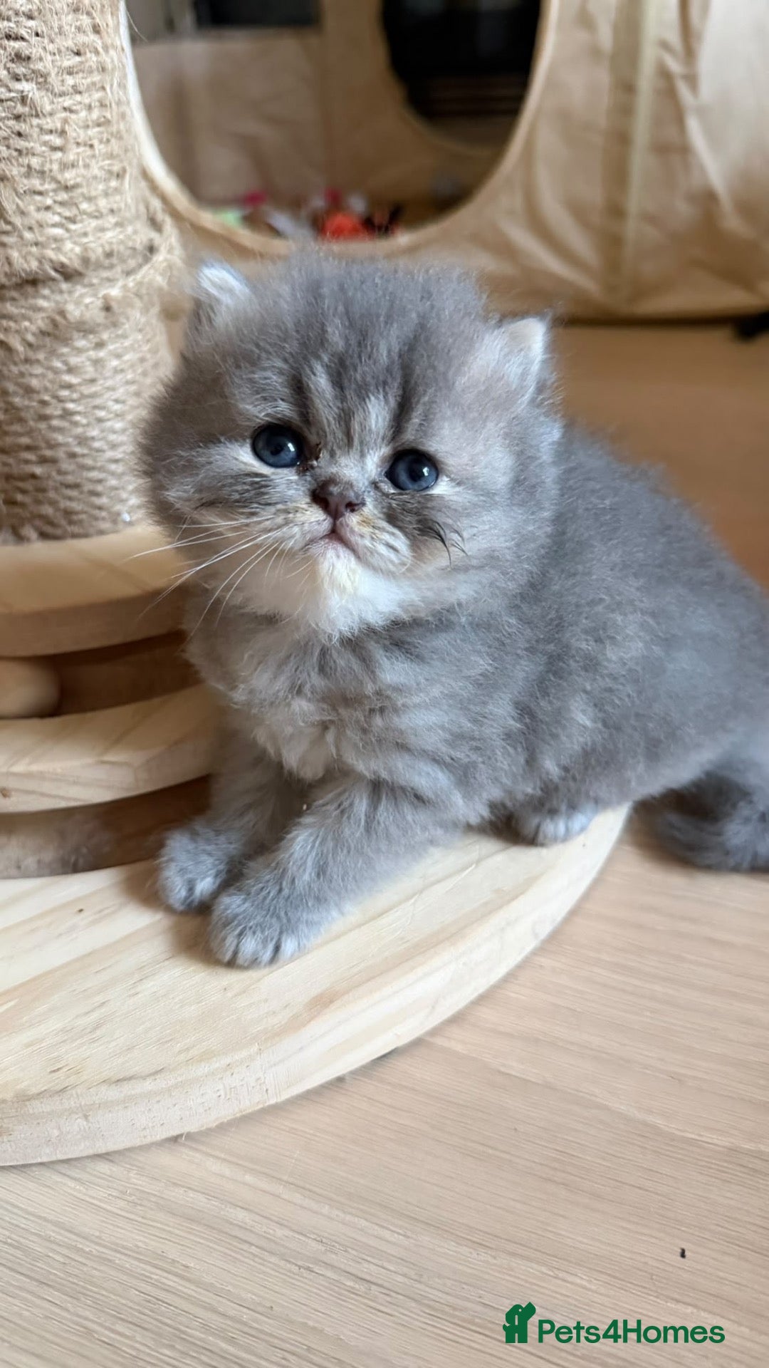 Persian cats  Persian Kittens Looking for Loving Homes  - Advert 16