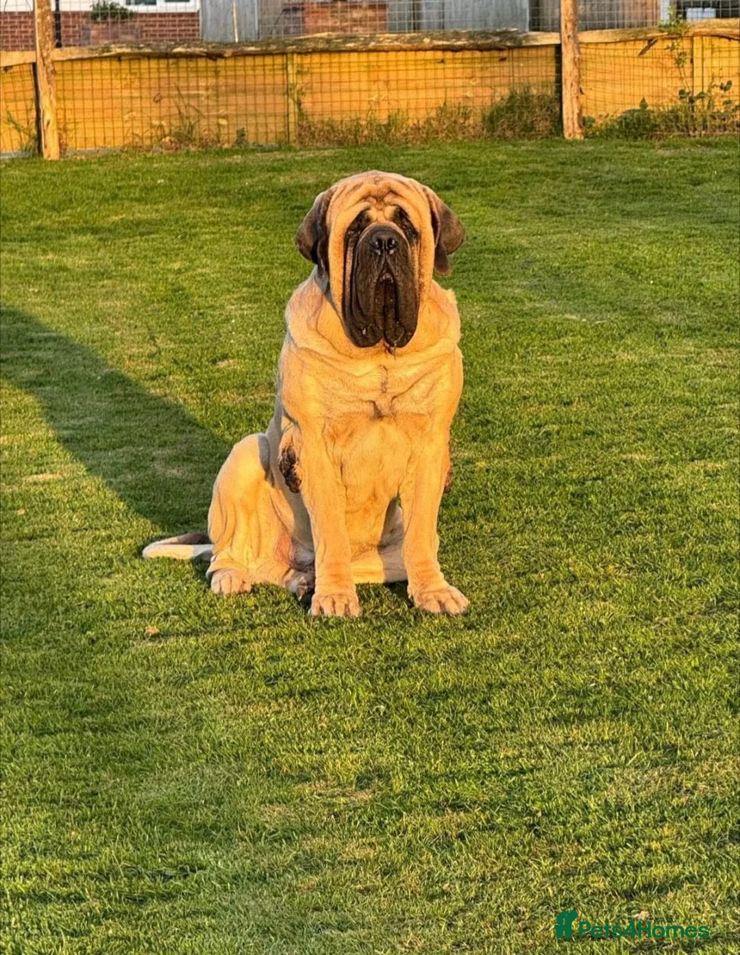 Mastiff dogs for sale: Show line, health tested English mastiff puppies - Advert 2