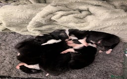 Border Collie dogs for sale: Only 1 working border Collie dog pup remaining  - Image 4