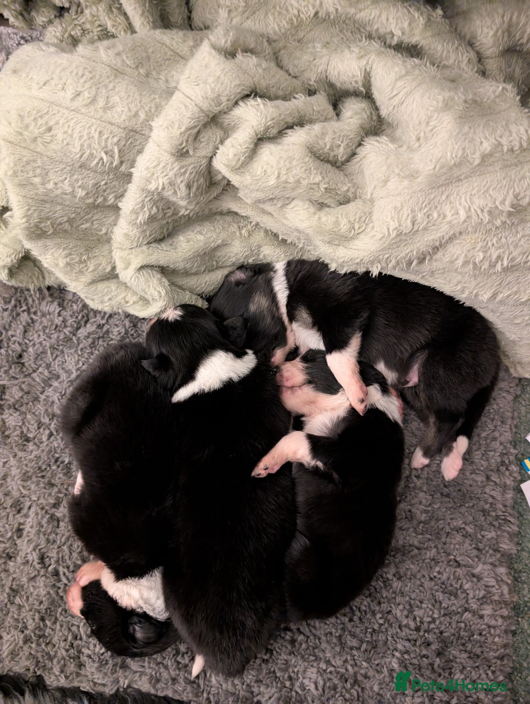 Border Collie dogs for sale: Only 1 working border Collie dog pup remaining  - Image 4