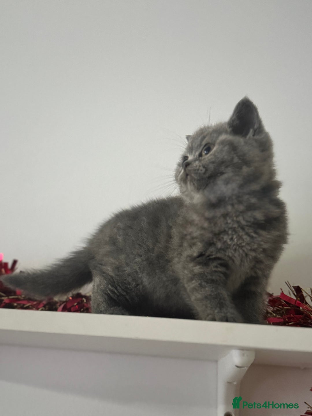 British Shorthair cats for sale: Blue British shorthair  - Advert 7