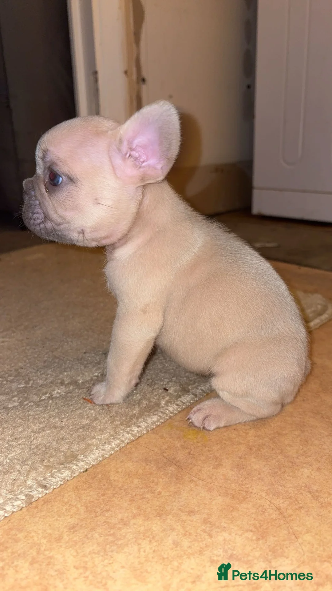 French Bulldog dogs for sale: French bulldog puppies  - Advert 5