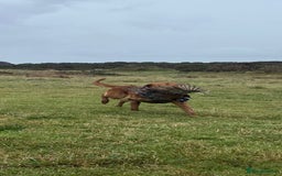 Labrador Retriever dogs for stud: Foxred labrador for stud - Image 2