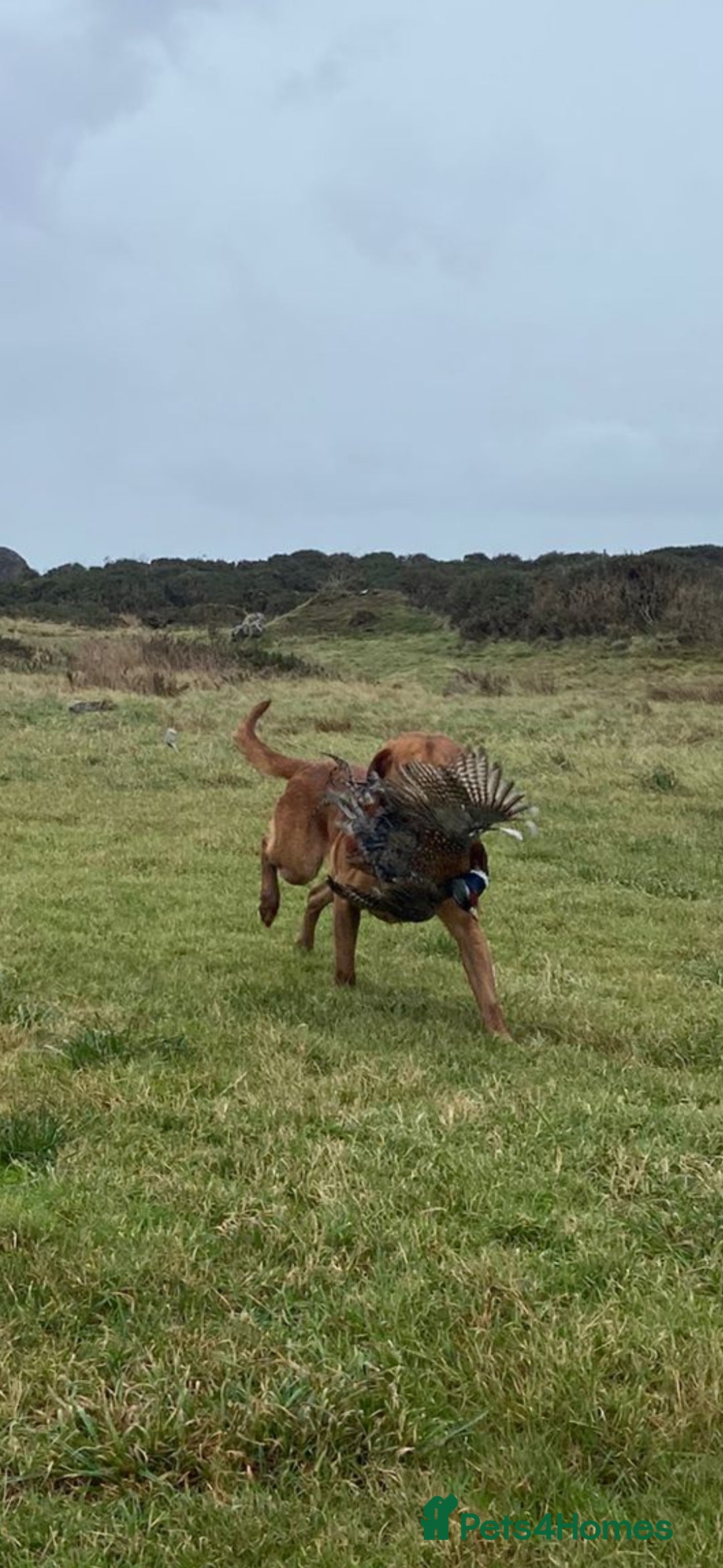 Labrador Retriever dogs for stud: Foxred labrador for stud - Image 2