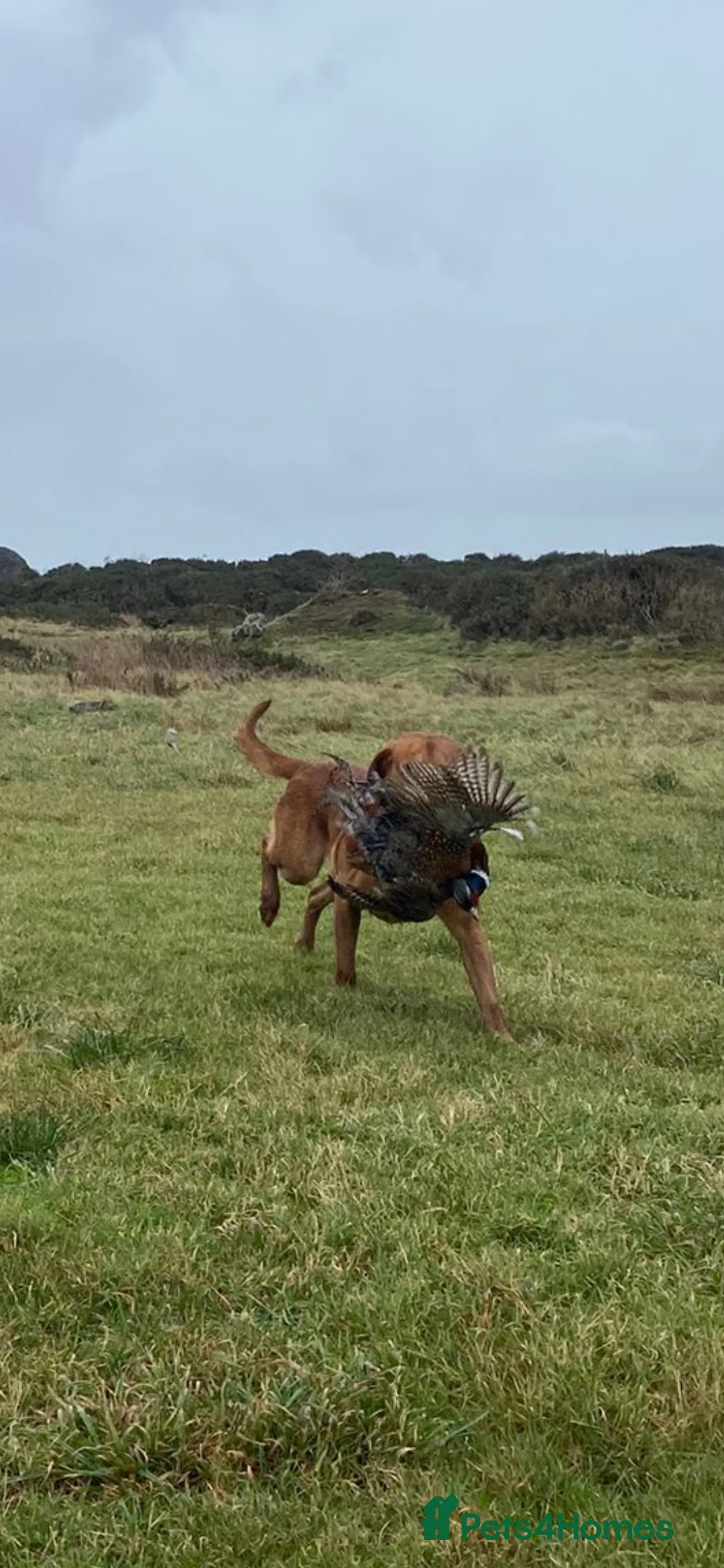 Labrador Retriever dogs for stud: Foxred labrador for stud - Advert 2