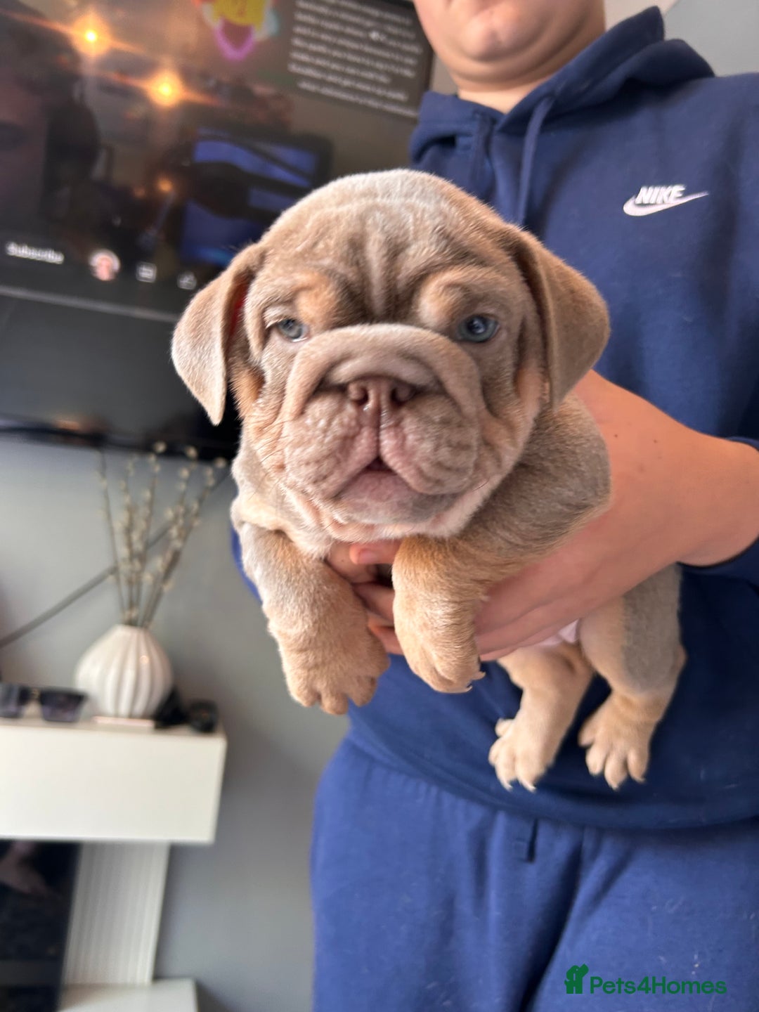 English Bulldog dogs for sale: Outstanding English bulldogs  - Image 4