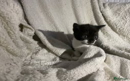 Mixed Breed cats for sale: Kittens  - Image 1